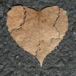 heart, broken, nature love-742712.jpg