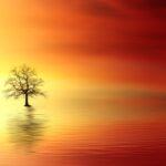 sunset, tree, dawn-3156440.jpg