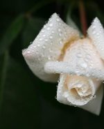 grief, white rose, dewdrop-7249276.jpg